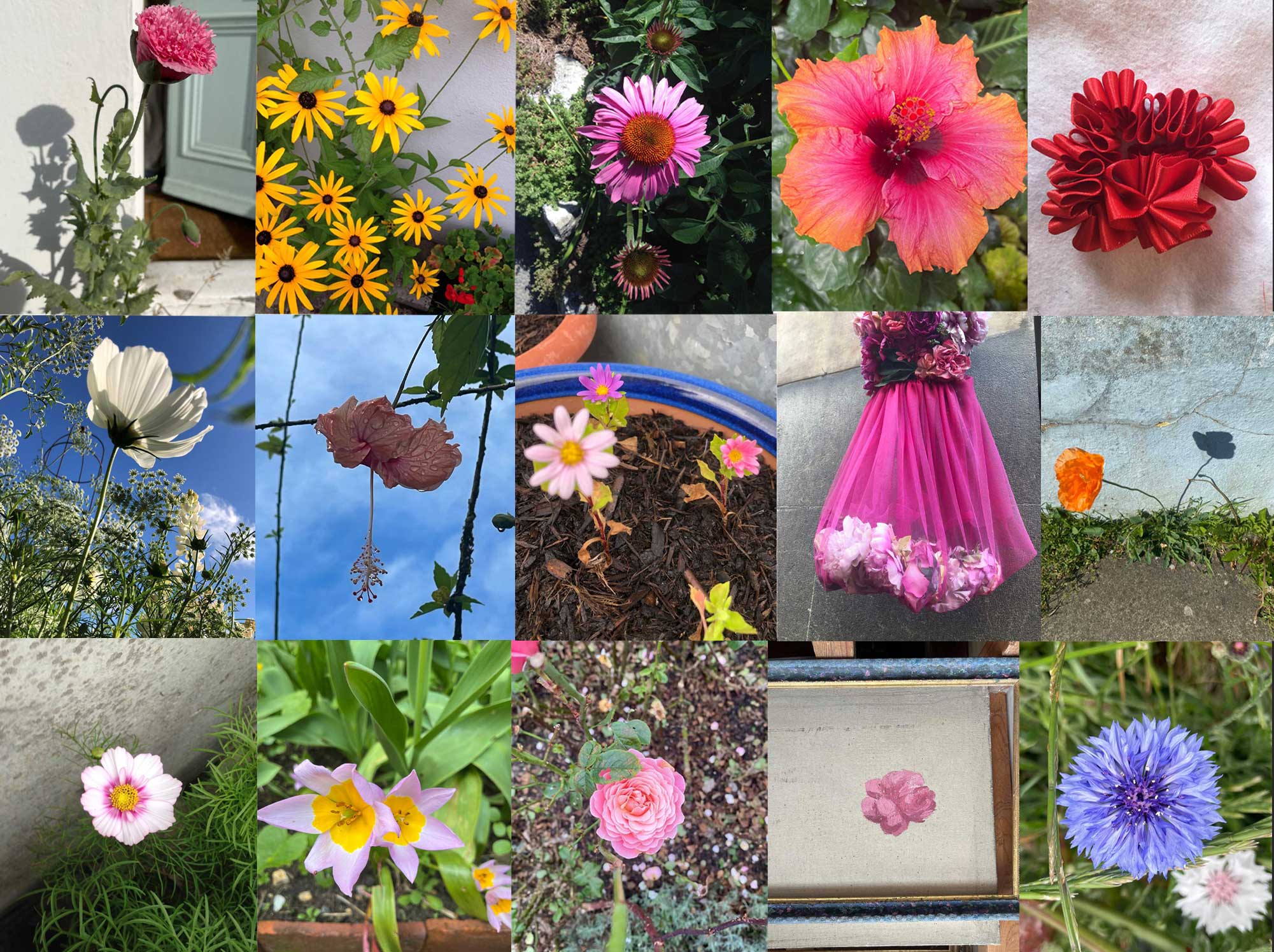 flowerday on flowers 